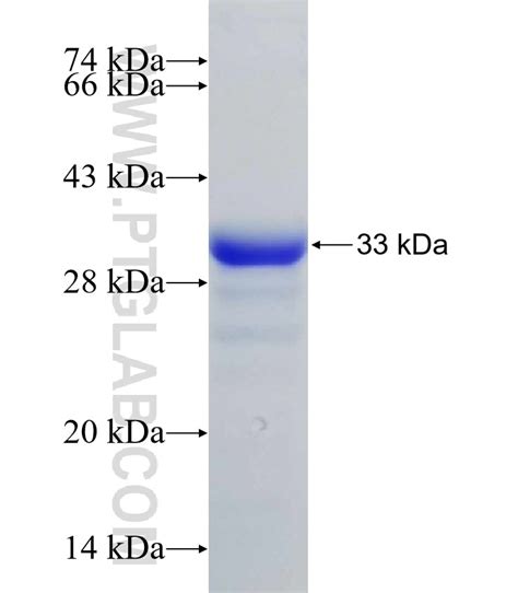 YTHDC1 Fusion Protein Ag31453 | Proteintech