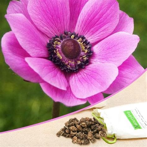 Buy Anemone Flower Bulbs online from Nurserylive at lowest price.