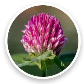 Rosemary & Redensyl Hair Serum-in-Oil - 30ml – Dr Sheth's