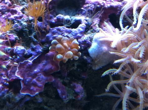 Was ist das? - Anemonen - Meerwasserforum