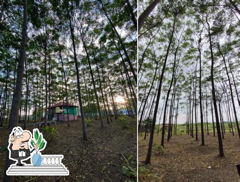 THE TREE CAFE AND RESTAURANT, Latur - Restaurant menu, prices and reviews