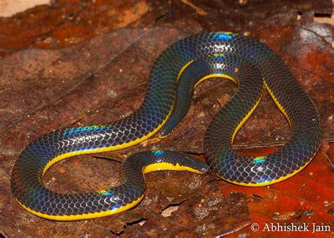 Indian Snakes - Indian Snakebite Initiative