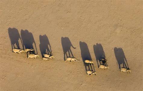 Download wallpaper shadow, Africa, elephants, Namibia, the herd, Region ...