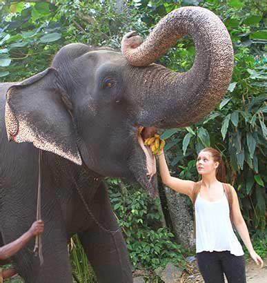 Elephant Camp, Thekkady