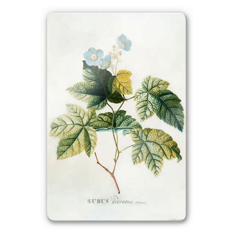 Ehret - Rubus Glass art | wall-art.com