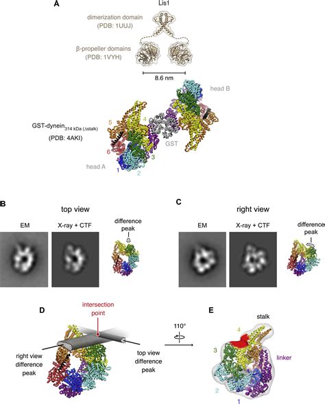 Crystal Structure Of Lis1