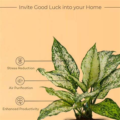 Aglaonema Snow White Plant – Kyari.co