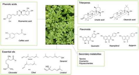 Clinical Efficacy and Tolerability of Lemon Balm (Melissa officinalis L ...