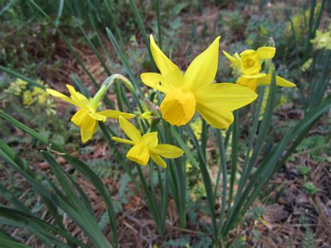 Narcissus 'Pipit' - jonquil daffodil | Lewis Ginter Botanical Garden ...