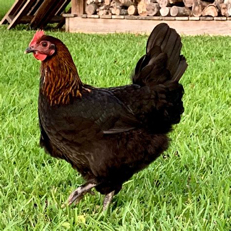 Black Copper Maran Chickens
