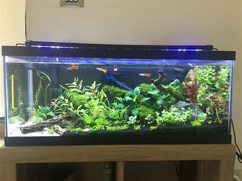 My 20 Gallon Long Planted Tank : r/Aquariums