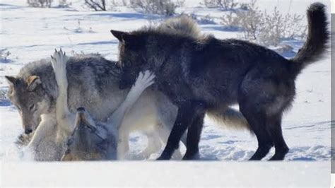 The Return of Yellowstone's Wolves: A Conservation Triumph