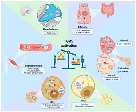 The Critical Role of the Bile Acid Receptor TGR5 in Energy Homeostasis ...