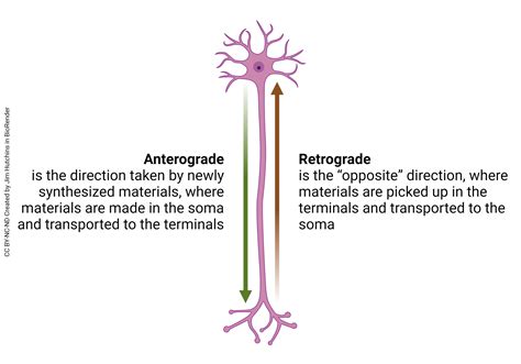 Axonal Transport – Introduction to Neuroscience
