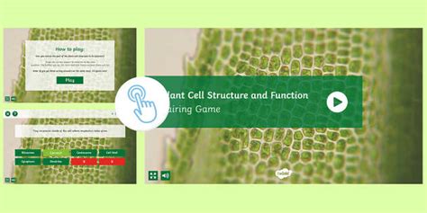 Plant Cell Structure and Function Game