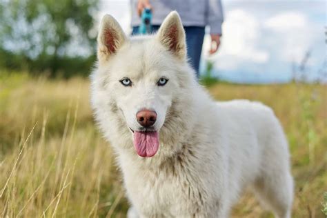 White Husky: Rarity, Typical Cost, Pictures, and More! - A-Z Animals