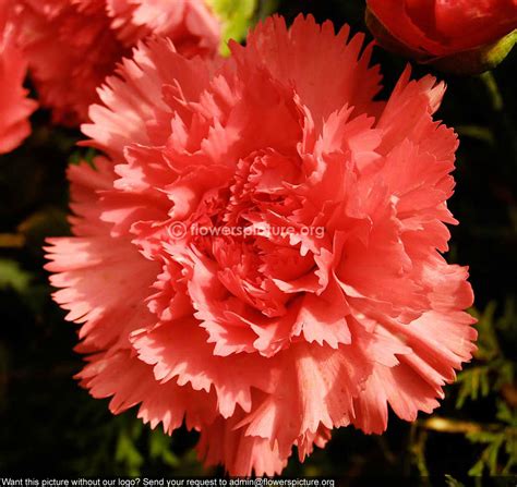 Dianthus Caryophyllus Baby Pink Banglore Flower Show Jan 2013