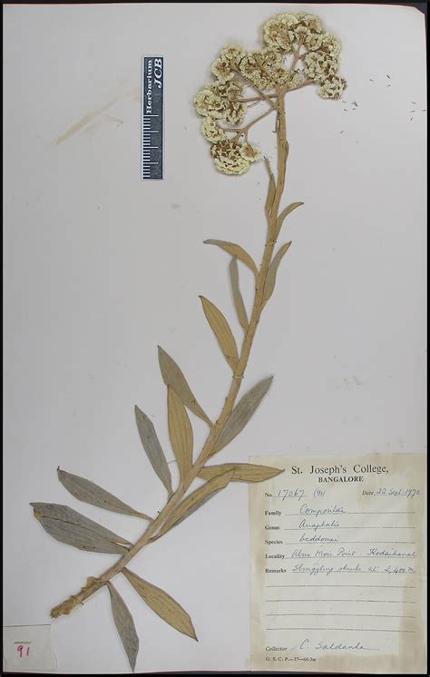 Herbarium JCB