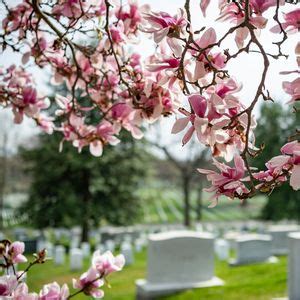 Turf & Trees of ANC, 1 Memorial Ave, Arlington, VA, United States ...