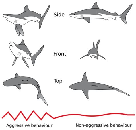 Shark Agonistic Displays | Encyclopedia MDPI