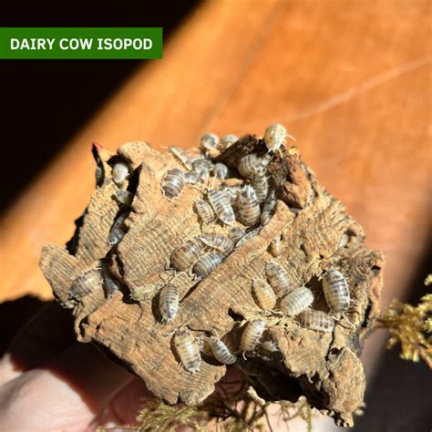 Invertebrate Ambassadors - Chintimini Wildlife Center