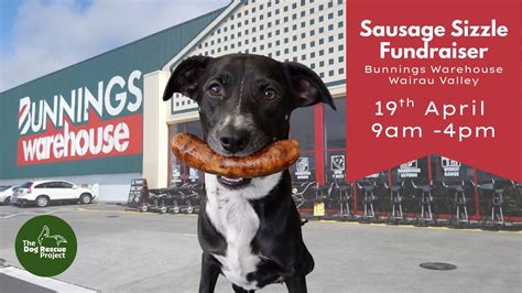 Sausage Sizzle - Grab a Snag, Help a Wag!, Bunnings Glenfield, Auckland ...