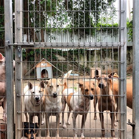 Paws5, SPCA Selangor, Malaysia, Ampang, 13 September 2025 | AllEvents