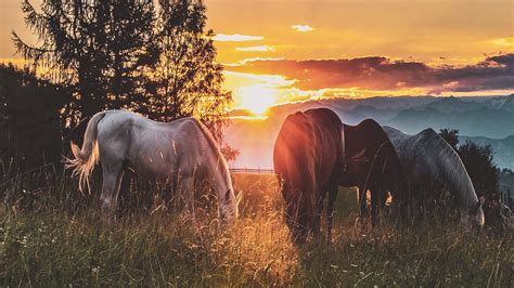Download wallpaper 1366x768 horses, sunset, paddock, walk tablet ...