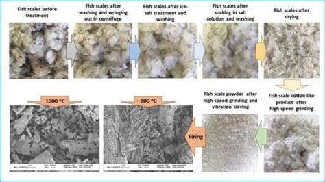 Inorganic Powders Prepared from Fish Scales