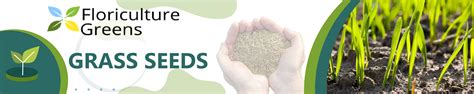 Amazon.in: Floriculture Greens: GRASS SEEDS