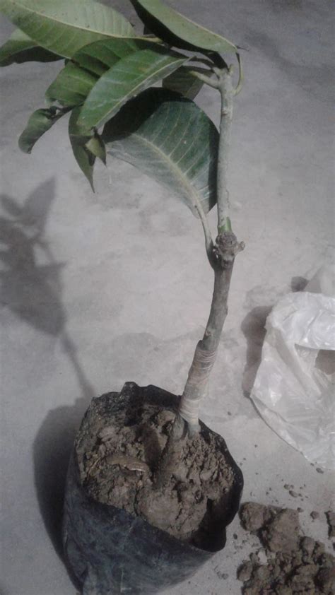 Cloud Farm All time Mango Plant Thailand alltime Baramasi Mango Plant ...