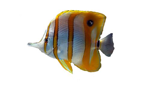 Reocean | Aquarium store