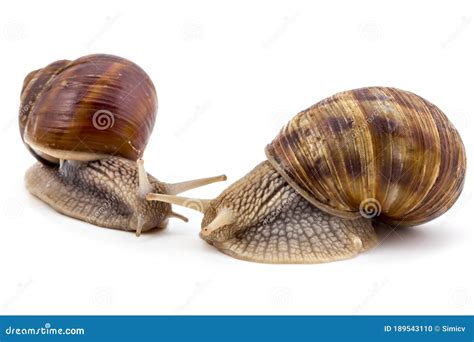 Garden snail Helix aspersa stock photo. Image of food - 189543110