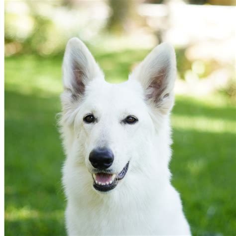 Animal Angels | India's Leading Animal Assisted Interventions Programe ...