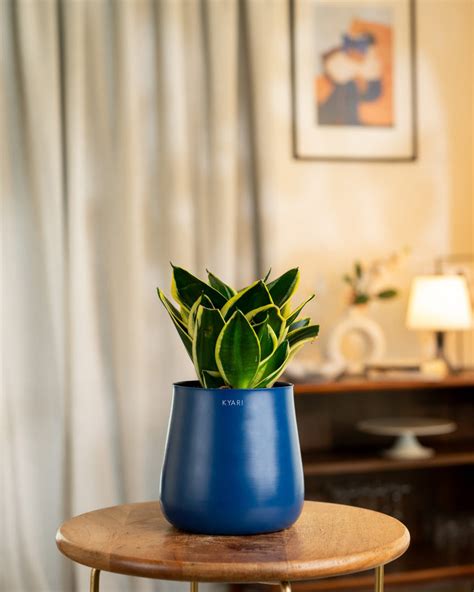 India’s No.1 Plants & Pots Store with Unbeatable Prices! – Kyari.co