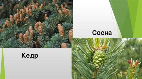 Кедровая сосна: сравнение сортов для посадки