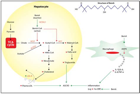 Bempedoic Acid: An Emerging Therapy for Uncontrolled Low-Density ...