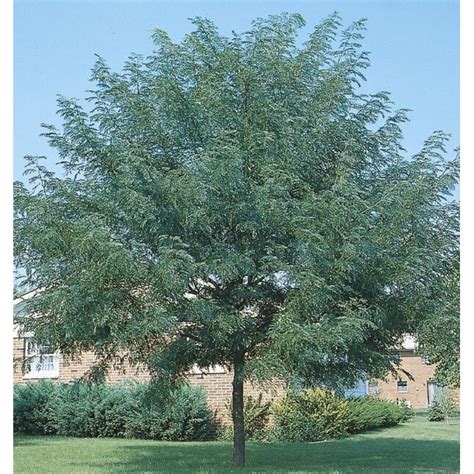 6-Gallon Shade Tree Shademaster Honeylocust In Pot (With Soil) in the ...