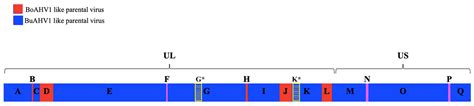 Recombination Between Bubaline Alphaherpesvirus 1 and Bovine ...