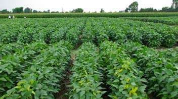 Krishi Gyaan - Fertiliser Management in Soybean Crops - Agrostar