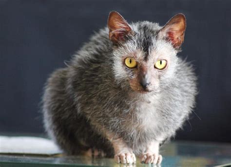 Lykoi (Wolf Cat) Cat Breed Health and Care | PetMD