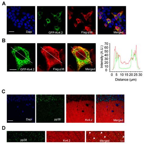 P38 Regulates Kainic Acid-Induced Seizure and Neuronal Firing via Kv4.2 ...