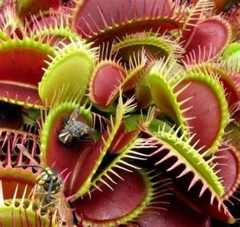 Urban Turtle Venus Flytrap (Dionaea Muscipula) Carnivorous Seed Price ...
