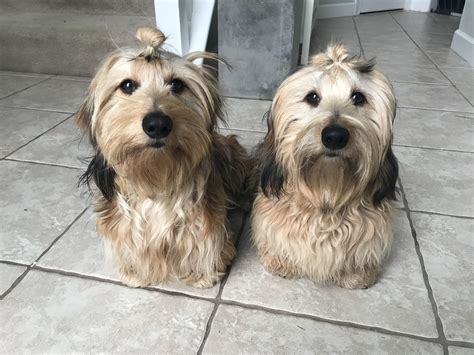 What Is A Silky Dachshund at Sam Moody blog