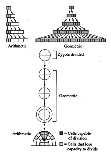 Recognise the figure and find out the 5. Root apical meristem and shoot ...