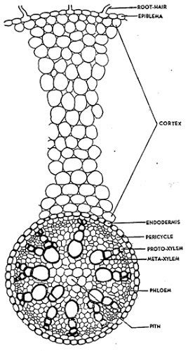 draw a well labelled diagram of TS monocot root - Brainly.in