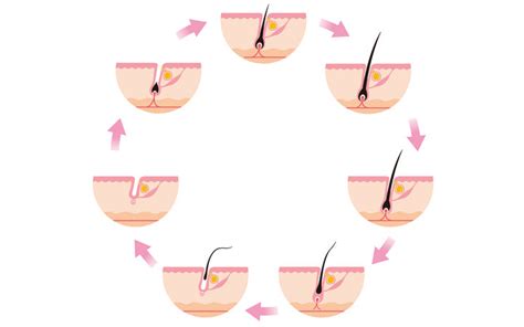 Hair Growth Cycle: Understanding The Structure Of Your Follicles – Vedix