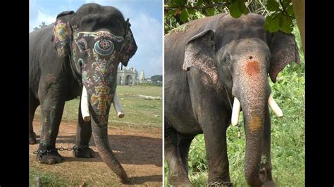 Elephant Resembling Deceased Mysuru Dasara Pachyderm Found in Kabini ...