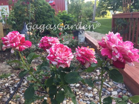 'Neil Diamond' Quintet Blooming All in a Row on the same Rose bush ...