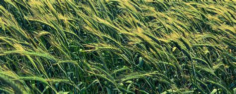 Download wallpaper 2560x1024 barley, cereals, field ultrawide monitor ...